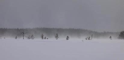 Schneesturm in einem Moor im Winter in Finnland foto