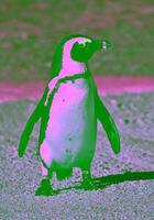 afrikanischer Pinguin foto