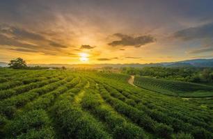 Chui Fong Teeplantage Dies ist eine beliebte Touristenattraktion in Chiang Rai. wunderschöner Sonnenuntergang