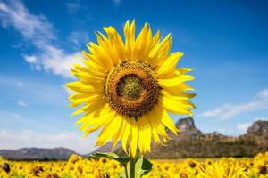 Sonnenblume mit blauem Himmel foto