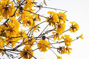 schöne gelbe Blume, silberner Trompetenbaum auf weißem Hintergrund foto