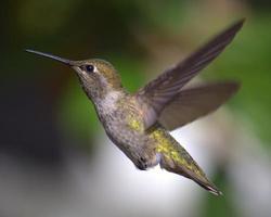 Kolibri im Flug foto