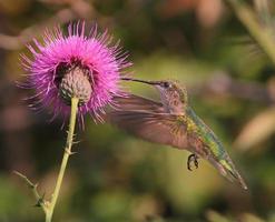 Kolibri und Distelblume