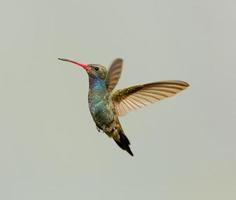 breitschnabeliger Kolibri.