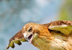 Red Tail Hawk (Buteo Jamaicensis)