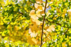 Designkonzept - schöner gelber Ginkgo, Ginkgo-Biloba-Baumblatt in der Herbstsaison an sonnigen Tagen mit Sonnenlicht, Nahaufnahme, Bokeh, verschwommener Hintergrund. foto