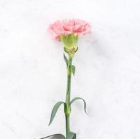 Schöne, elegante rosafarbene Nelkenblume über hellweißem Marmortischhintergrund, Konzept des Blumengeschenks zum Muttertag, Draufsicht, flache Lage, Overhead foto
