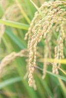 Gelbes Reisfeld, das über Sonnenuntergang in Asien schwankt. Roher Kurzkorn-Reisstiel, Ohrendetals, Konzept der ökologischen Landwirtschaft, Nahaufnahme. foto