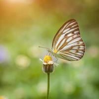 Schmetterling auf Blume foto
