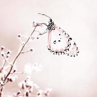 Schmetterling foto