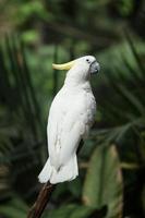 schöner weißer Papagei foto