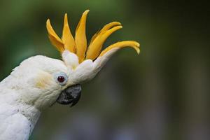 Kakadu mit Zitronenhaube