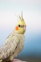 Nymphensittich Papagei, Vogel foto