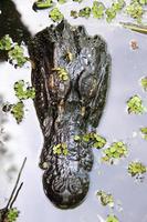 Alligator im Sumpf von New Orleans foto