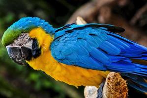brasilianischer Papagei foto