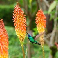 schöner blaugrüner Kolibri fliegt foto