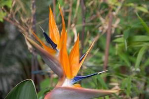 Strelitzia ist eine krautige mehrjährige schöne ungewöhnliche Pflanze. interessante Orangenblüte als Paradiesvogel foto