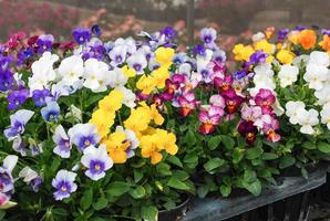 Heartsease Viola oder Veilchen. Viola ist eine Pflanzengattung aus der Familie der Veilchengewächse (Violaceae). foto