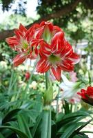 Amarylis-Blume, voller Blüte in einem tropischen botanischen Garten. Hippeastrum-Amaryllis foto