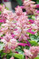 zweifarbige Salvia splendens in voller Blüte, rosa Blütenpflanzen im schwarzen Tablett foto