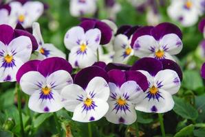 Heartsease Viola oder Veilchen. Viola ist eine Pflanzengattung aus der Familie der Veilchengewächse (Violaceae). foto