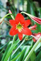 Amarylis-Blume, voller Blüte in einem tropischen botanischen Garten. Hippeastrum-Amaryllis foto