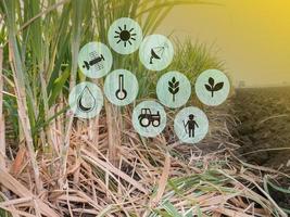 modernes landwirtschaftskonzept der zuckerrohrplantage, intelligentes landwirtschaftskonzept foto