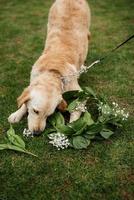 Golden Retriever-Hund bei einer Hochzeit foto