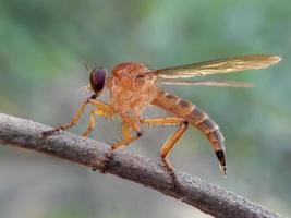 Robberfly Gold auf Zweigen mit natürlichem Hintergrund foto