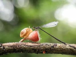 Schnecken auf Pilzen und Libellen vor einem natürlichen Hintergrund foto