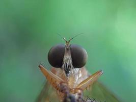Robberfly Gold auf Zweigen mit natürlichem Hintergrund foto