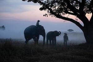 Silhouette Mahout reitet vor Sonnenaufgang auf einem Elefanten unter dem Baum foto