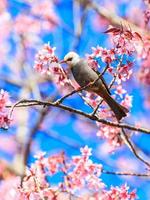 weißköpfiger Bulbulvogel auf Zweig Sakura foto