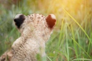 Baby-Löwenkopf zwischen dichten Gräsern geschossen foto