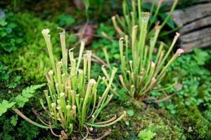 Nepenthes, tropische Kannenpflanzen, Affenbecher foto