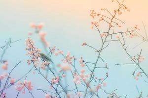 Kirschblüten mit einem Vogel mit weißen Augen foto