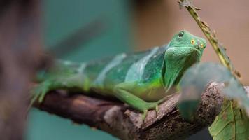 Leguan mit Fidschi-Band foto