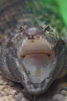 philippinisches Krokodil mit offenem Mund foto