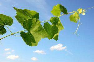 Weinrebe auf Hintergrundhimmel foto