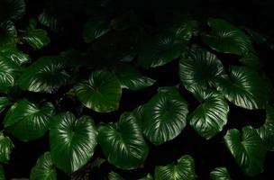 tropische grüne blätter in natürlichem licht und schatten mit grün getönter farbe und selektivem fokus. leiser beleuchtungsnaturhintergrund. foto