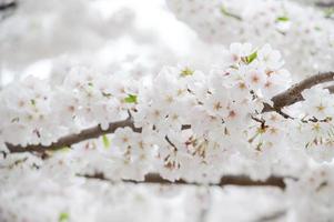 die Schönheit der Kirschblüte in New Jersey foto