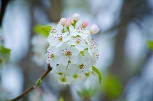 die Schönheit der Kirschblüte in New Jersey foto