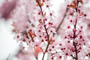 die Schönheit der Kirschblüte in New Jersey foto