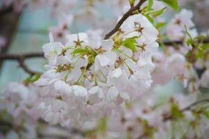 die Schönheit der Kirschblüte in New Jersey foto