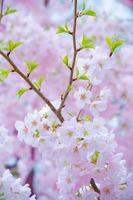 die Schönheit der Kirschblüte in New Jersey foto