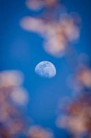die Schönheit des Mondes, die mit Kirschblüten geschmückt wird foto