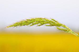 Grasblumennaturhintergrund foto