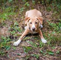 Jack Russell bei einem Spaziergang im Herbstpark foto