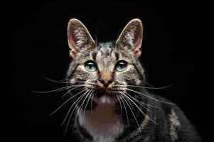 Erwachsene Vollblutkatze, fotografiert im Studio auf schwarzem Hintergrund. foto