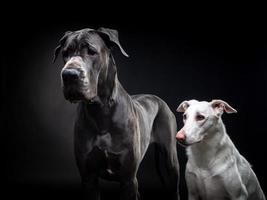 Porträt einer Deutschen Dogge und eines weißen Hundes auf einem isolierten schwarzen Hintergrund. foto